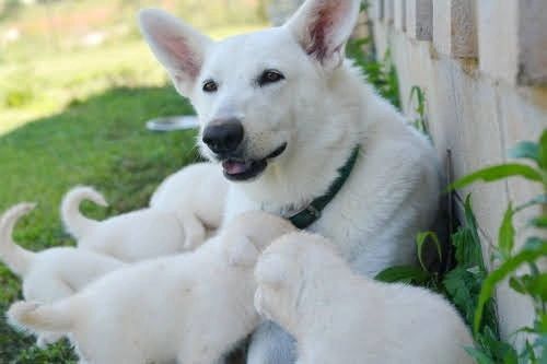 how much does a white shepherd cost