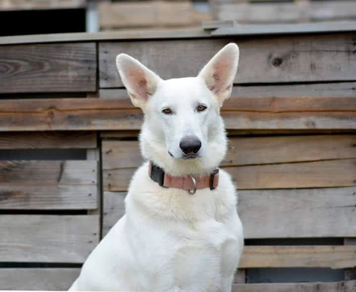 Small white hot sale german shepherd