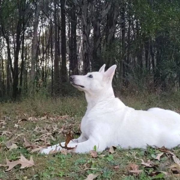 WGSDog - White German Shepherd dogs of Lacy Farm. AKC puppy, pet, or service animal (I don’t train.)