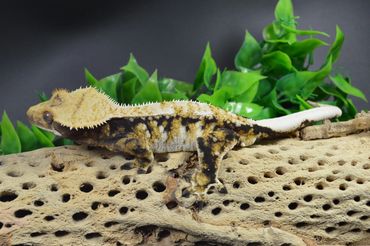 Crested Gecko - Cosmo