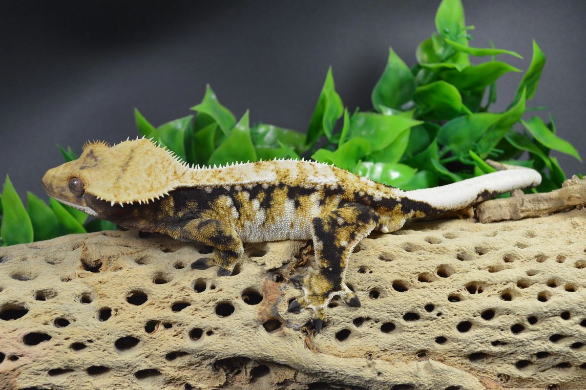 Crested Gecko