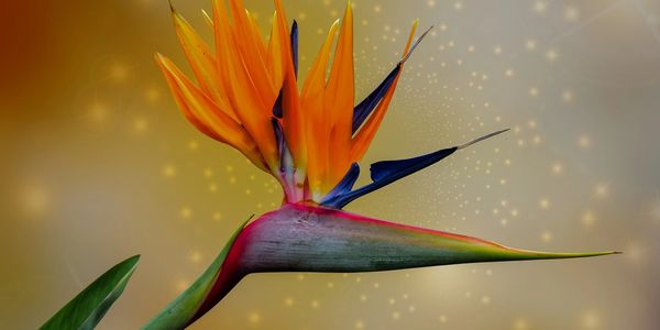 Bird of paradise flower