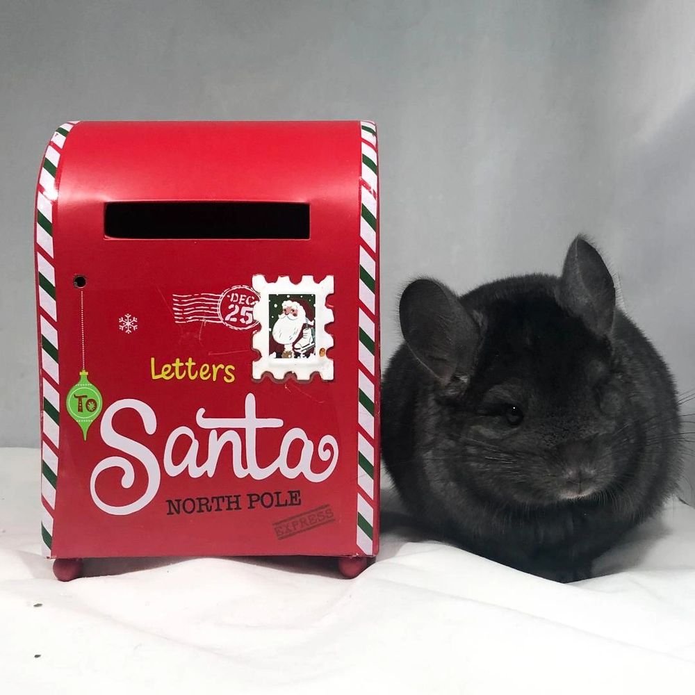 Chinchilla breeder in Central Florida offering show quality and pet