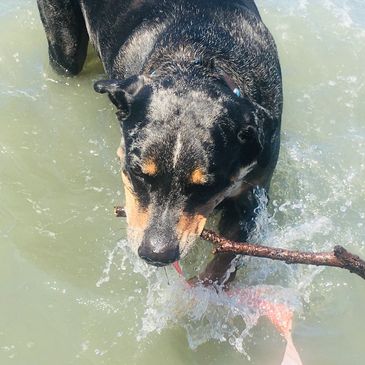 A big black dog fetches a stick in the water