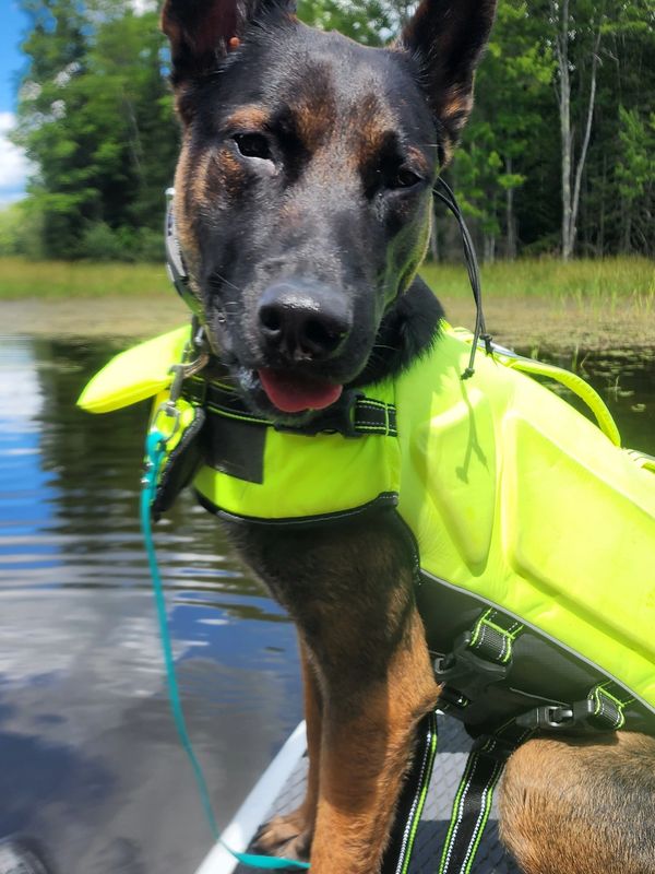 J&J Release The Leash Leashes, Dog, Pet Transportation, Leashes