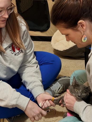Two women gently hold a gray cat while clipping its nails indoors.