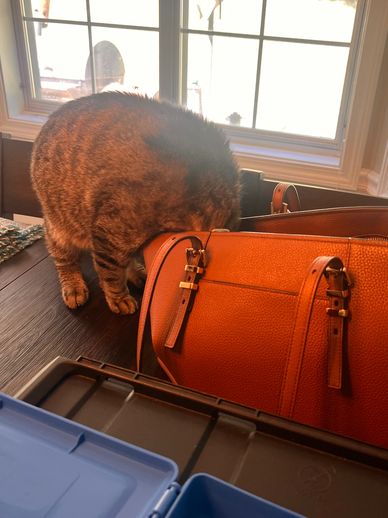 A cat curiously sniffs inside an orange handbag on a table near a window.