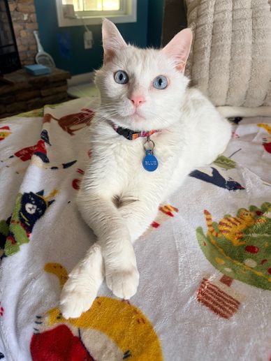 White cat with striking blue eyes lounging with crossed paws on a colorful blanket.