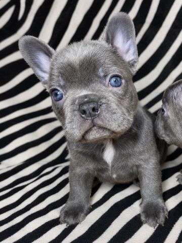 Blue-eyed French Bulldog puppy sitting on zebra-striped fabric.