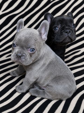 Two adorable French Bulldog puppies sitting on a zebra-striped blanket.