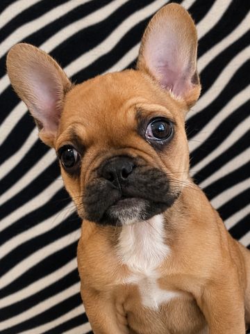 Adorable tan French Bulldog puppy with large ears and curious eyes.