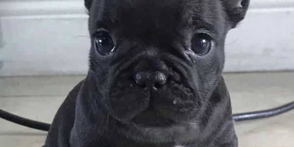Close-up of a curious black French Bulldog puppy with big eyes.
