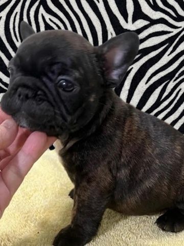 Cute brindle French Bulldog puppy with a zebra-patterned background.