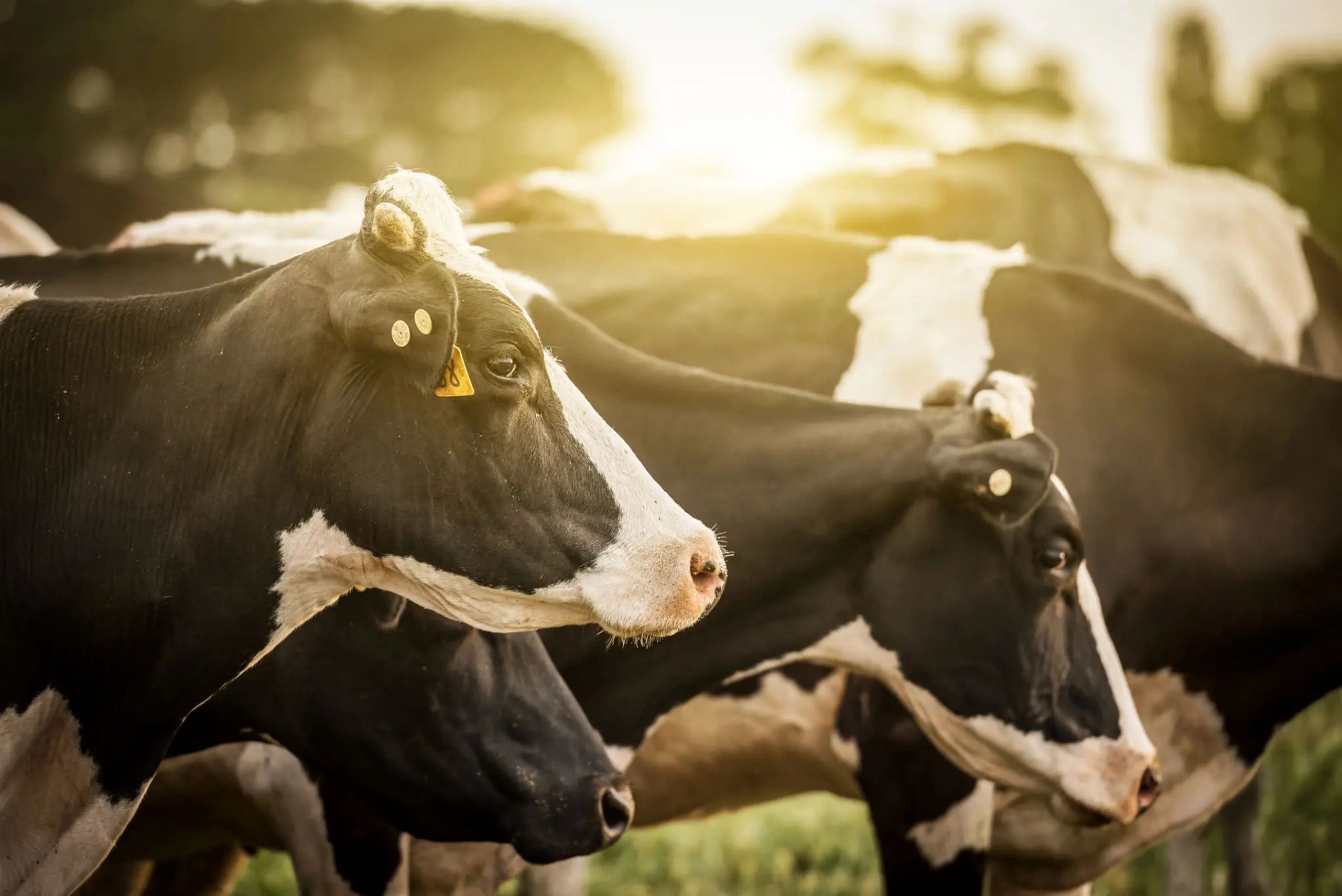 Summit Calf Solutions - Home