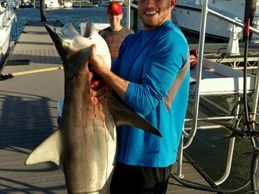 Big-Blacktip-Shark