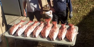 red snapper fishing trip galveston Texas-Snapper