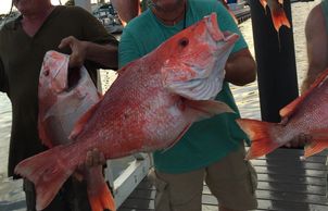 Galveston-Red-Snapper-Sow