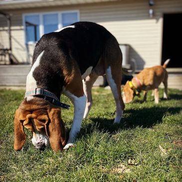 Two dogs sniffing grass in a yard.