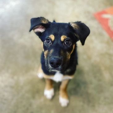 Adorable black and tan puppy looking up.
