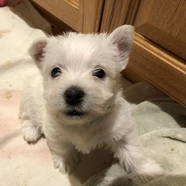 West Highland White Terriers