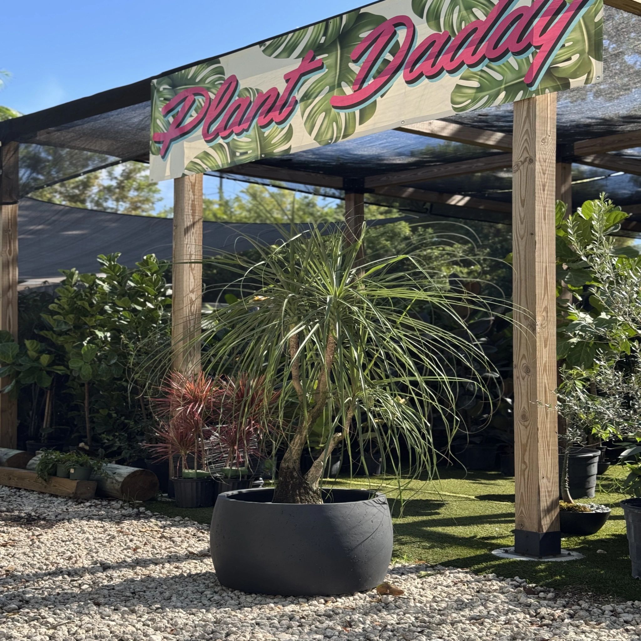 casting plants Cast Iron Plant – Liberty Landscape Supply