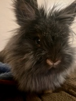 Bun Famous