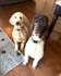 Athena's Dog Salon