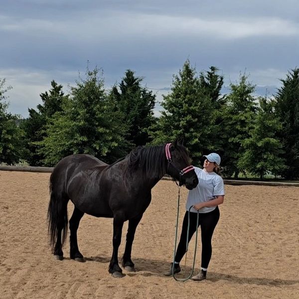 A girl standing next to and looking at her Black Friesian horse. 