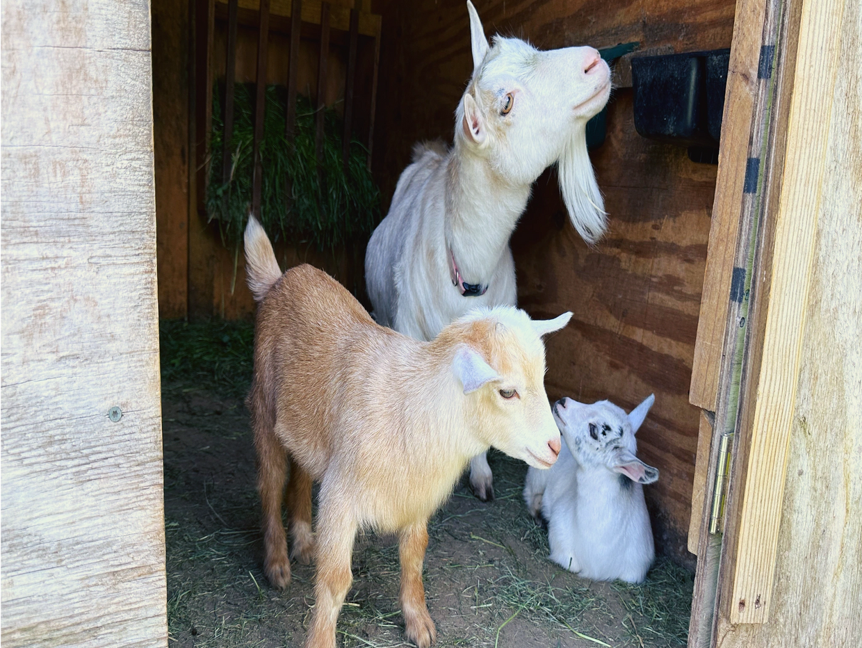 Goat Yoga