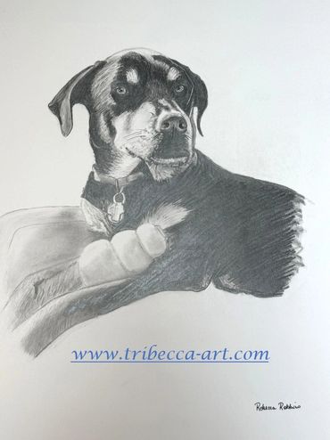 11x 14 Pencil 