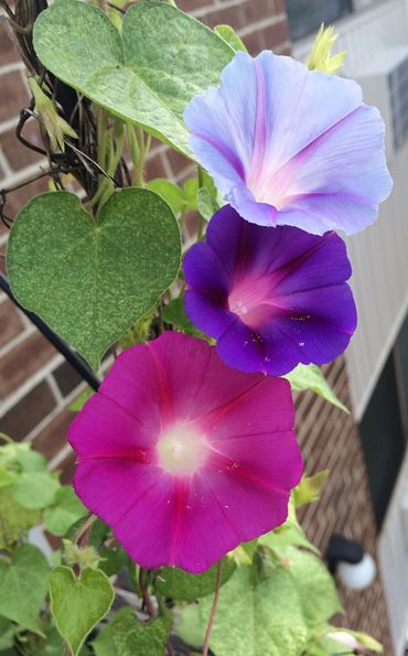 I love Morning Glories!  Can you tell? 