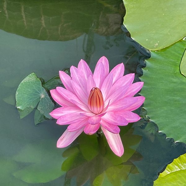 Lotus flower