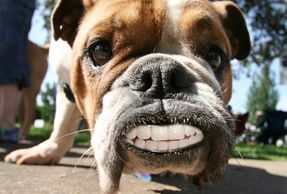 Funny  Photo bulldog wearing dentures