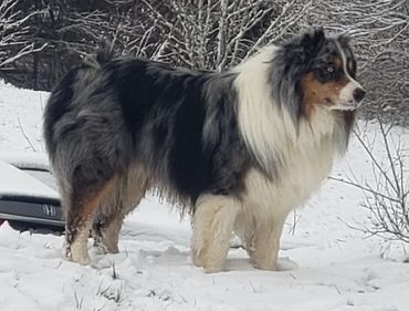 Loki