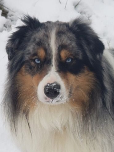 Loki