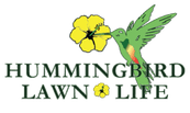 Hummingbird  Lawn Life