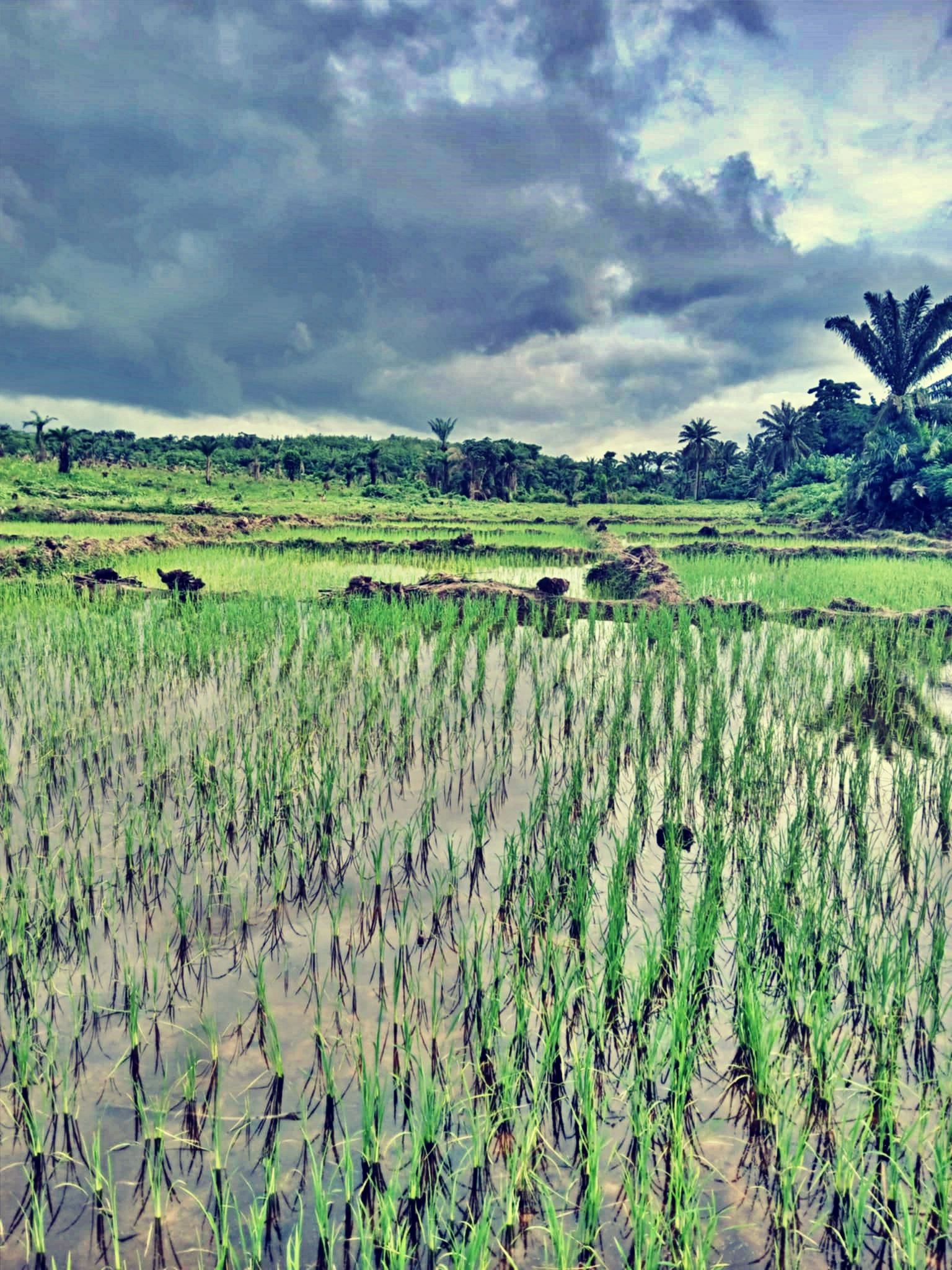 Rice paddy