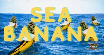 Graphic text 'SEA BANANA' over an ocean background with sea creatures.