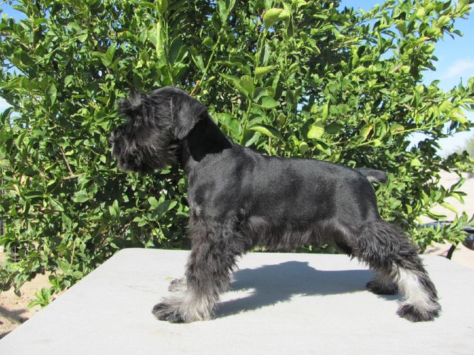 Black schnauzers for sale sales