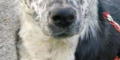 Close-up of a black and white spotted dog's face.