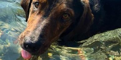 Dog dipping nose in water with tongue out.