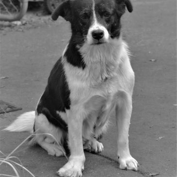 Black and white dog sitting on a concrete surface.