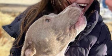 A dog licking a smiling girl's face.