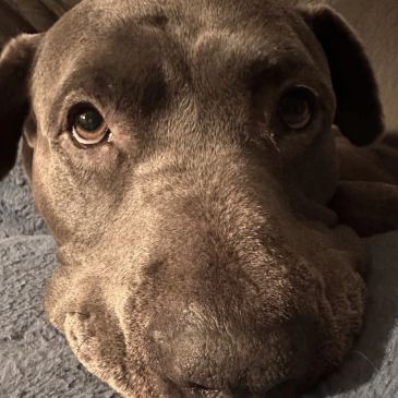 Close-up of a dog's face with expressive eyes.