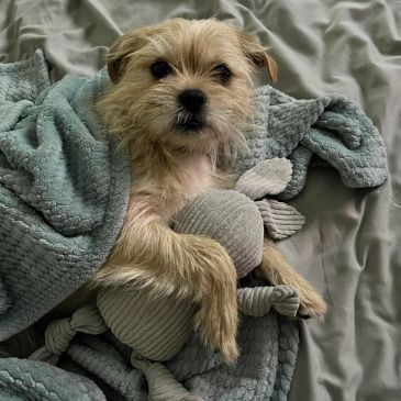 Small dog cuddling a stuffed toy under a blanket.