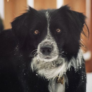 Close-up of a black and white dog with snowflakes on its fur.
