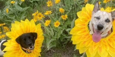 Two dogs wearing sunflower costumes in a garden.