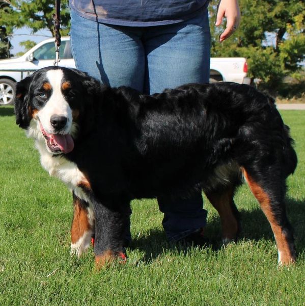 Bernese Mountain Dog standing on grass next to person.