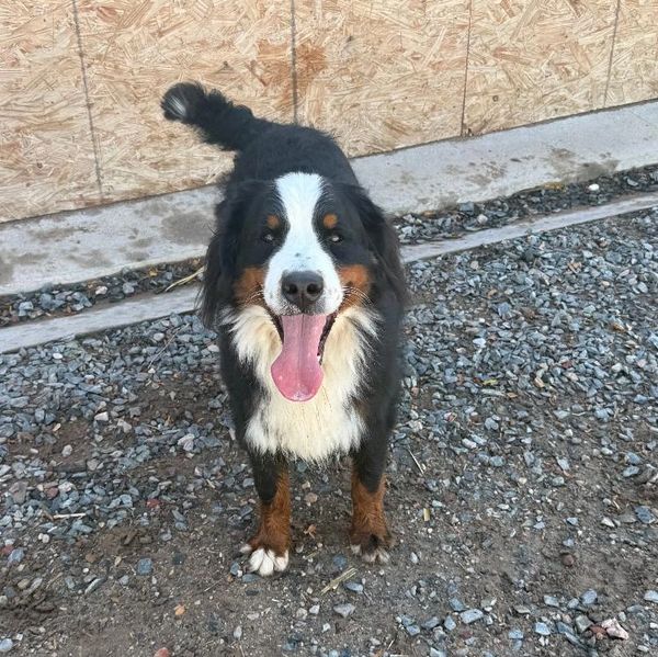 Happy Bernese Mountain Dog with tongue out.
