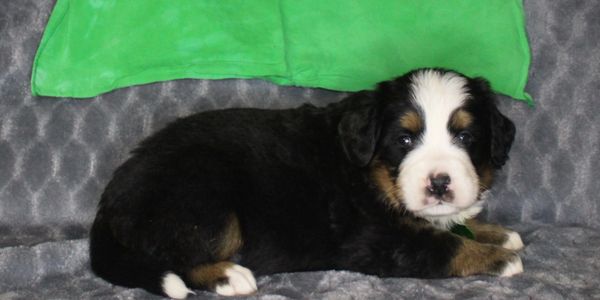 A fluffy Bernese Mountain Dog puppy resting on a gray couch with a green pillow.
